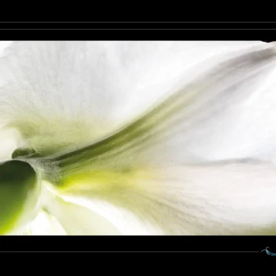 Photographie macro d’amaryllis blanche — image florale haute résolution sur fond noir. Fleur délicate et translucide, idéale pour décoration murale, inspiration botanique ou projet poétique. Image originale pour les passionnés de macro florale et de compositions lumineuses et organiques.