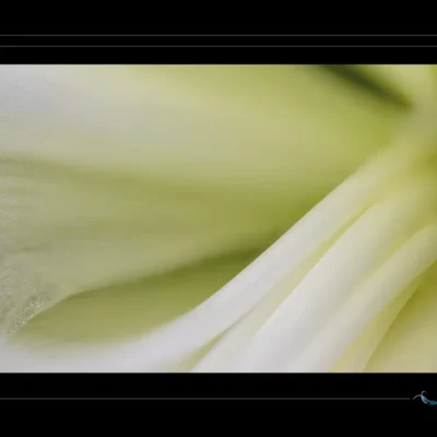 Photographie macro d’amaryllis jaune pâle sur fond noir. Fleur délicate et lumineuse, idéale pour décoration murale, inspiration botanique ou projet poétique. Image originale pour les passionnés de macro florale et de compositions méditatives. Ordigraph