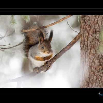 Écureuil roux en Laponie photographié dans une forêt enneigée : scène hivernale poétique mettant en valeur la faune nordique dans un décor immobile et lumineux. Image idéale pour illustrer la nature arctique, les paysages boréaux, la biodiversité scandinave et les ambiances hivernales. Parfait pour blogs de voyage, portfolios photographiques et contenus dédiés aux animaux du Grand Nord. Ordigraph