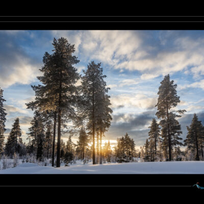 Photo hivernale en Laponie avec forêt de pins, neige immobile, lumière dorée du soleil bas, ciel nuageux et ambiance calme. Image scandinave haute définition, nature arctique, contraste entre ombre et lumière. Idéal pour blog de voyage, site photo, inspiration nordique et récits contemplatifs.
